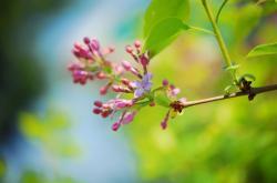 春风花草香的意思——解读自然与诗意的交融