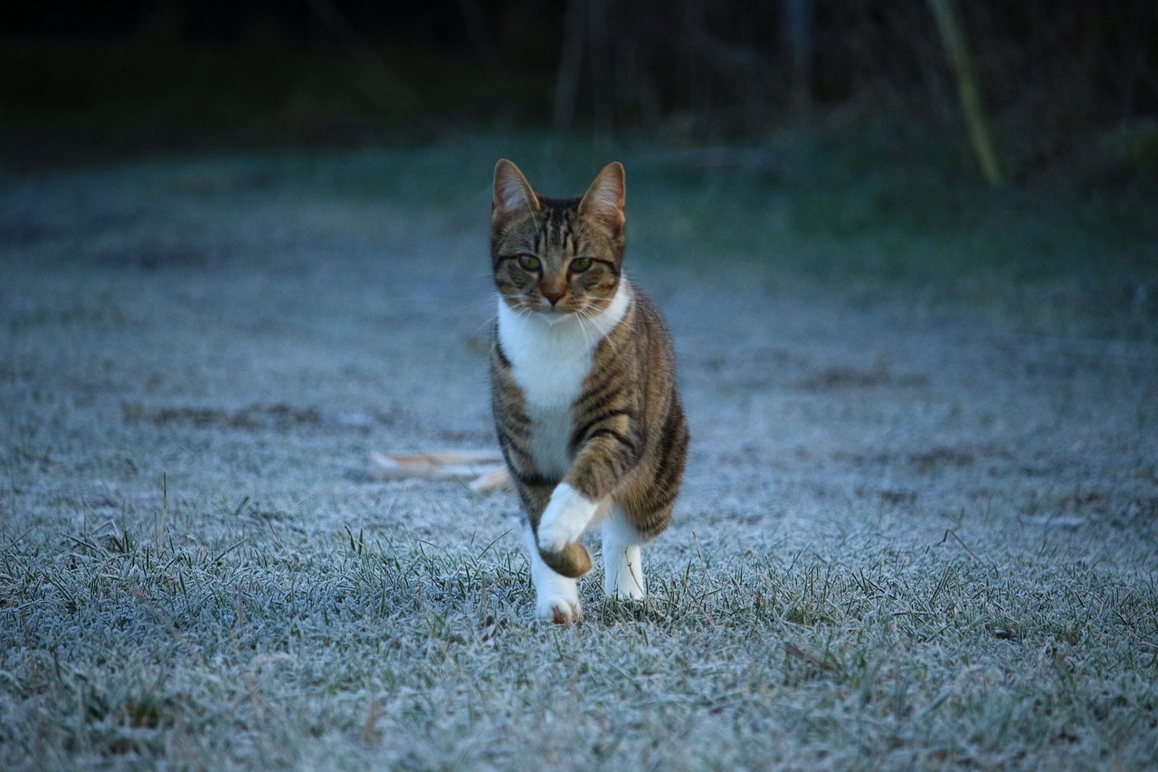 揭秘0元领养猫咪的套路