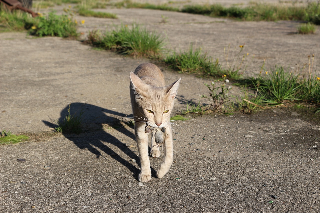 王欣瑜再现猫咪狩猎