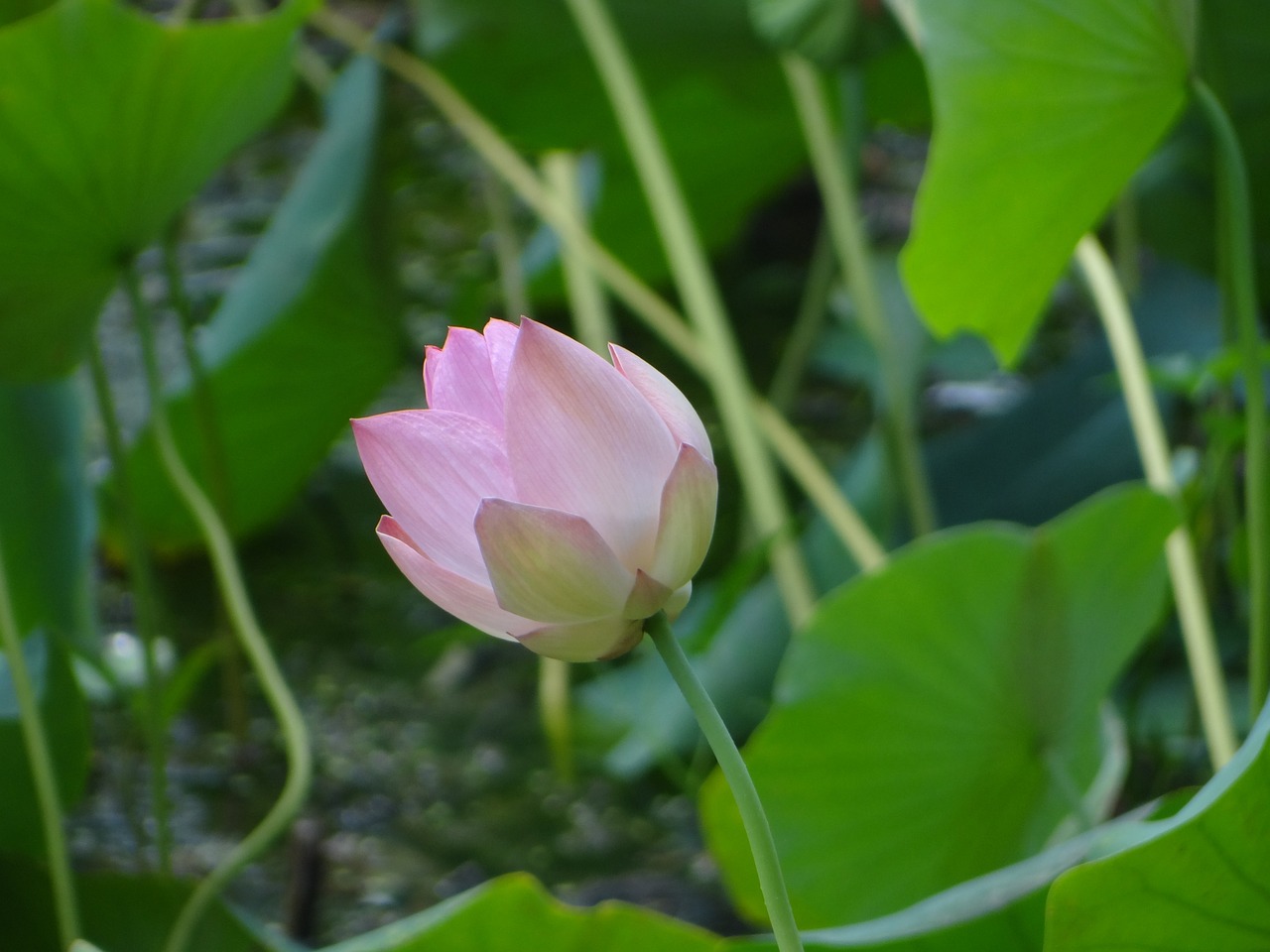 清明时节，诗韵里的思念与新生